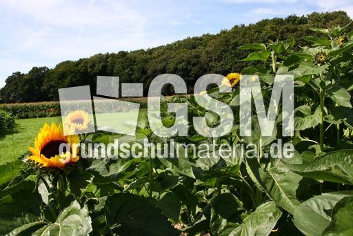 Sonnenblumen-08 108.jpg